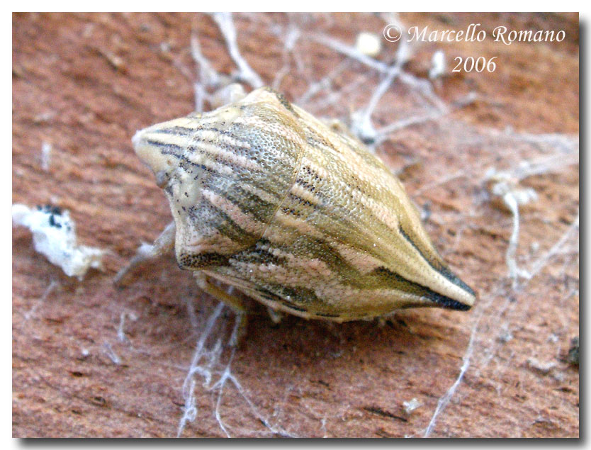 Dobbiamo stare vicini vicini (ovvero: inverno in compagnia)